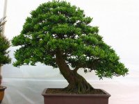 好的盆栽不僅裝點空間環