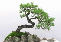 我國盆景藝術不斷創新和